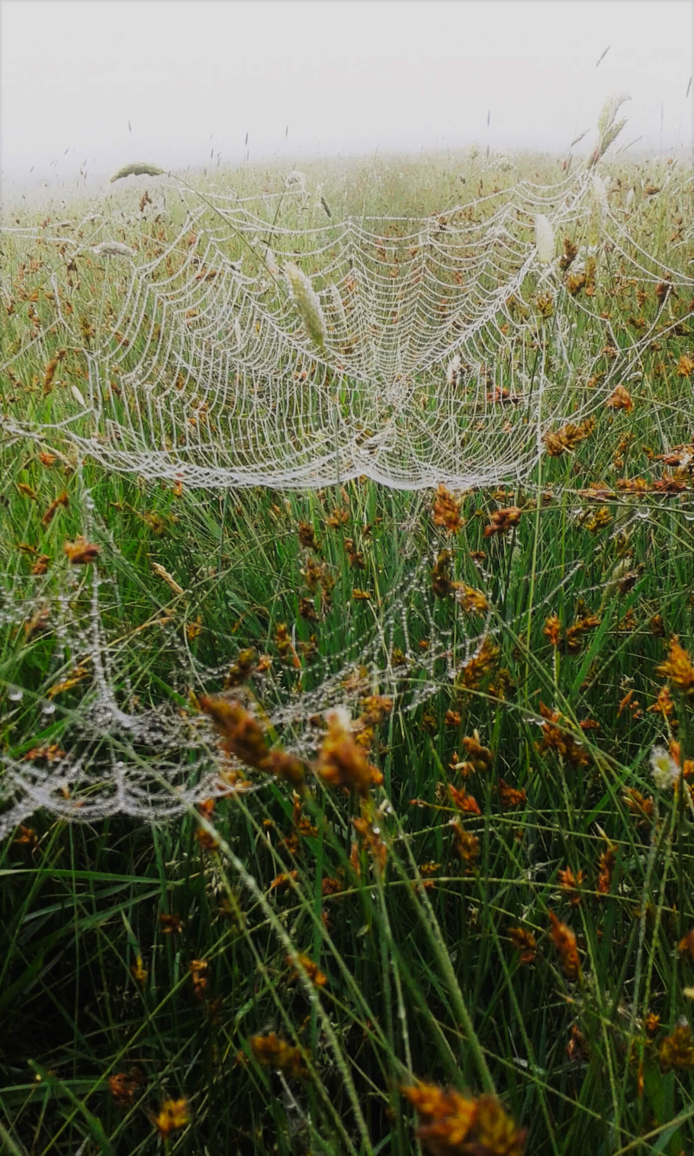 Featured image for “A Foggy Dawn”